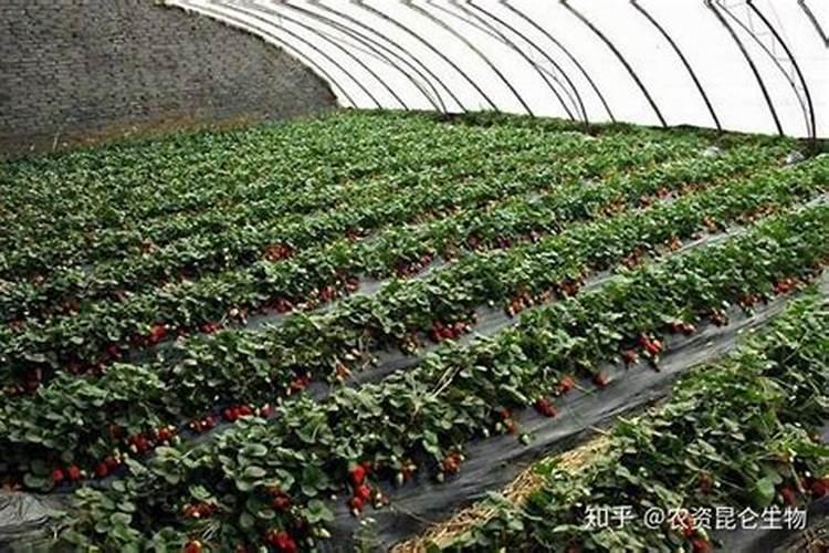 草莓膨果期使用什么肥料效果好