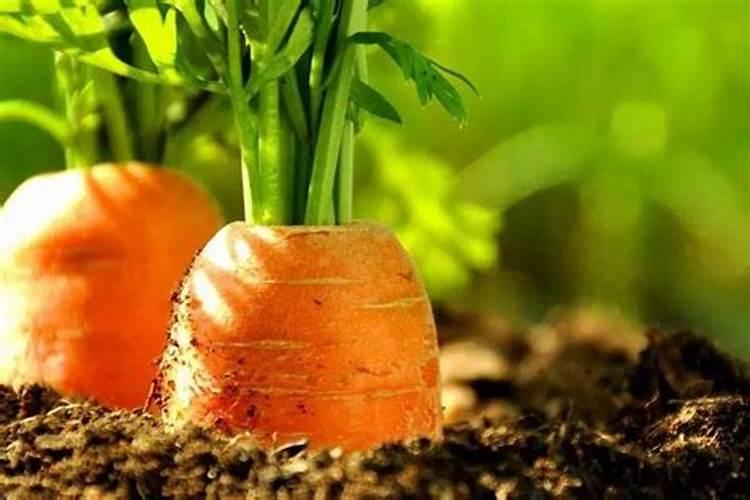 胡萝卜如何施肥最科学