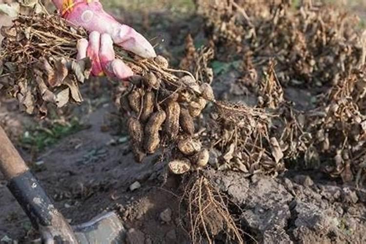 花生烂果是怎么回事？