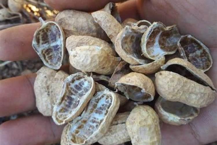 花生果实完好,但是壳有黑点,影响花生品质,想知道是什么病？