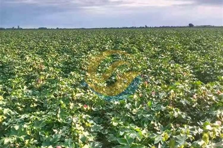 棉花锌肥用什么肥料比较好？