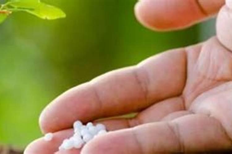 硼肥养花的作用与功效