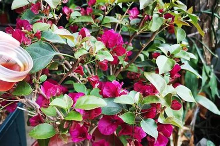 三角梅施什么肥好