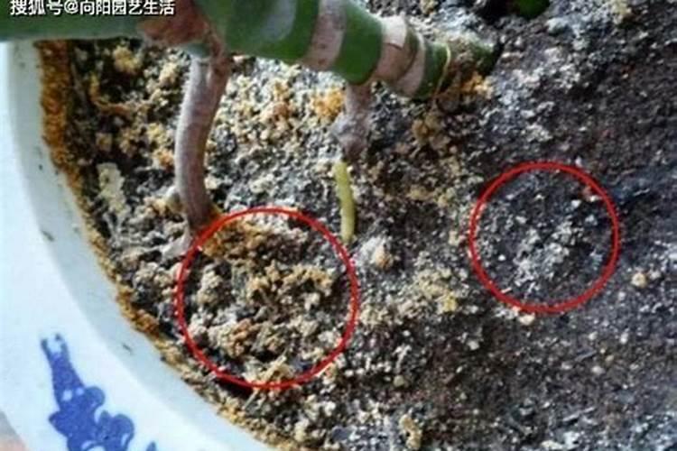 花盆的土为什么有小白点