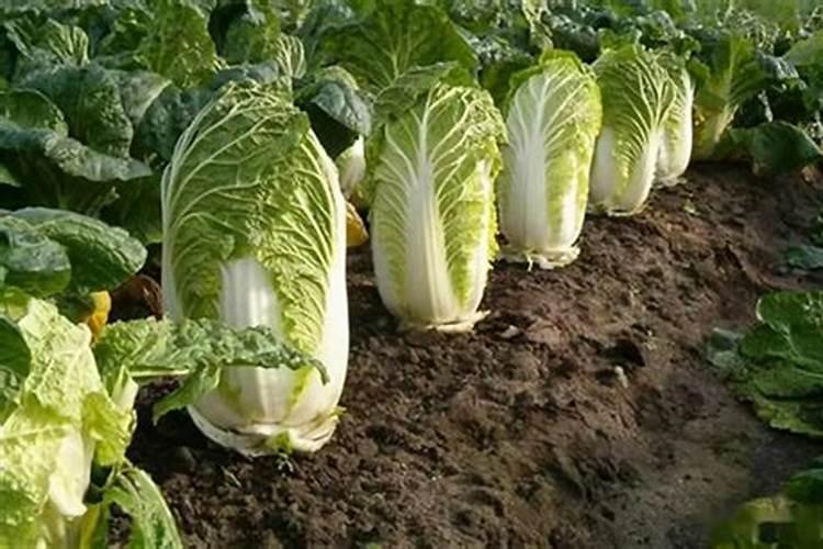 大白菜包心期每亩地冲施多少斤肥？冲什么肥？