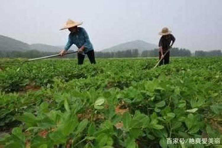 种花生用什么肥料做底肥怎样施肥