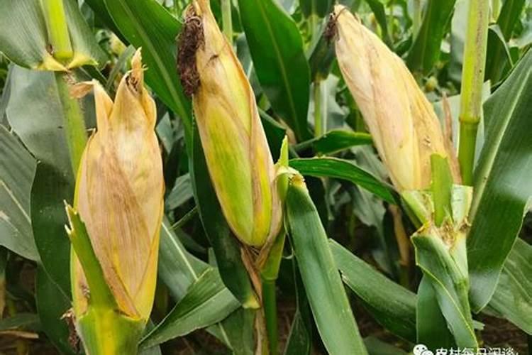 苞米什么时候打叶面肥增产最好？