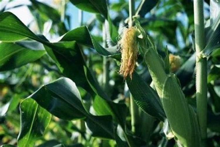 玉米授粉期可以打叶面肥吗,玉米授粉期可以浇水吗