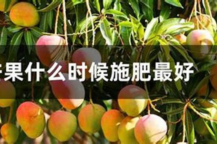 芒果谢花后补充什么叶面肥最好？