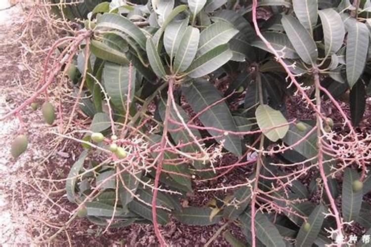 芒果谢花后应该喷什么药