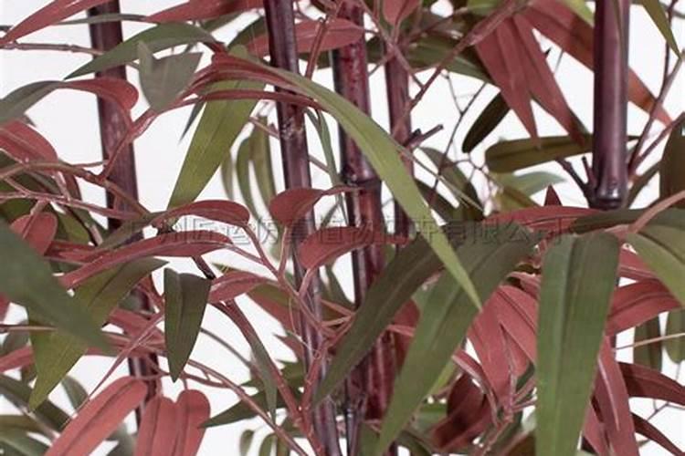 红竹可以用竹子的专用肥吗？