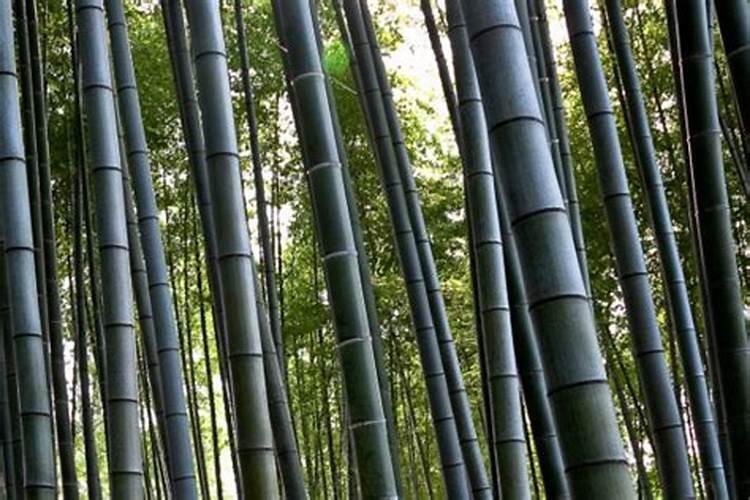 竹子如何快速变红