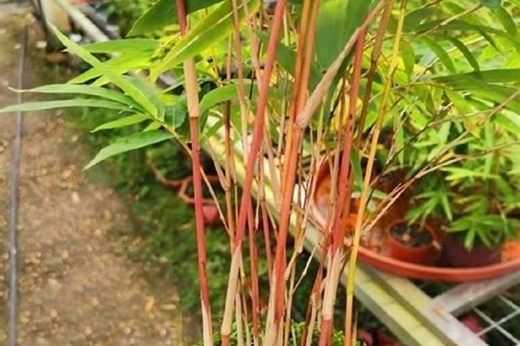 红竹观音竹竹子为什么不能用营养土