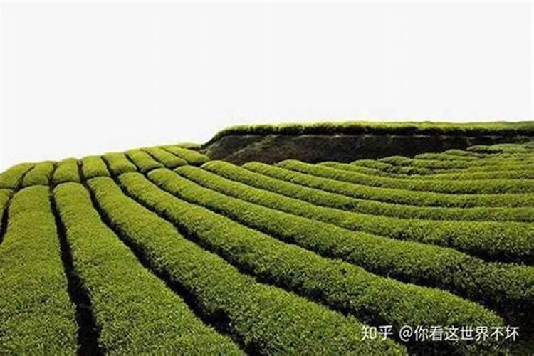 哪种叶面肥对茶叶增长有帮助？