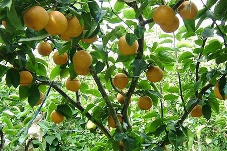 梨树年周期主要元素吸收量有哪些季节性变化？