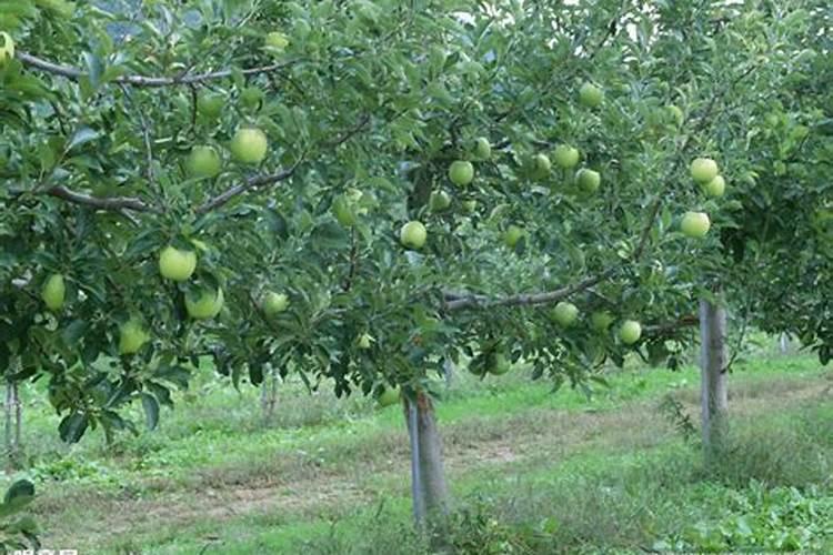 七月份一棵梨树追氮肥多少斤合适？