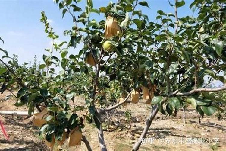 请问梨树怎样进行田间管理才能高产？