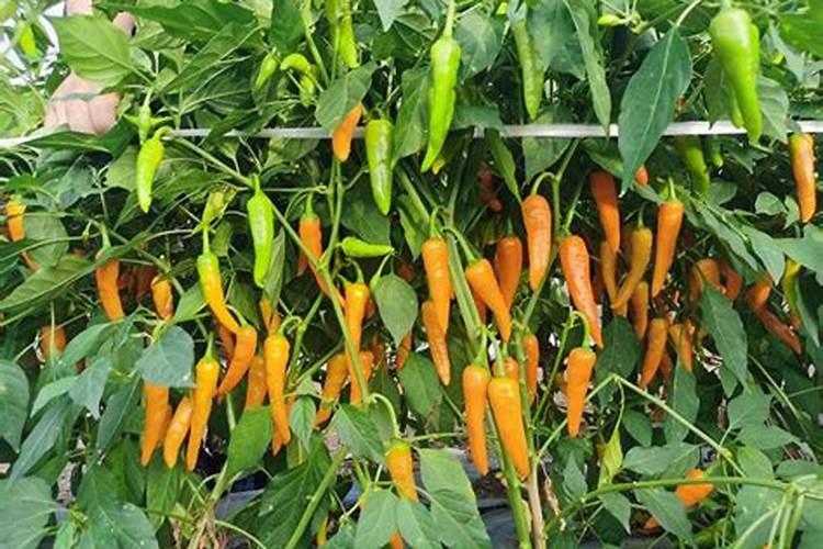 辣椒种植技术与管理方法(露天)