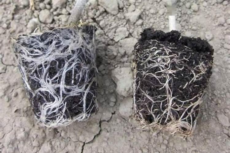 生根剂和磷肥区别是什么原理？