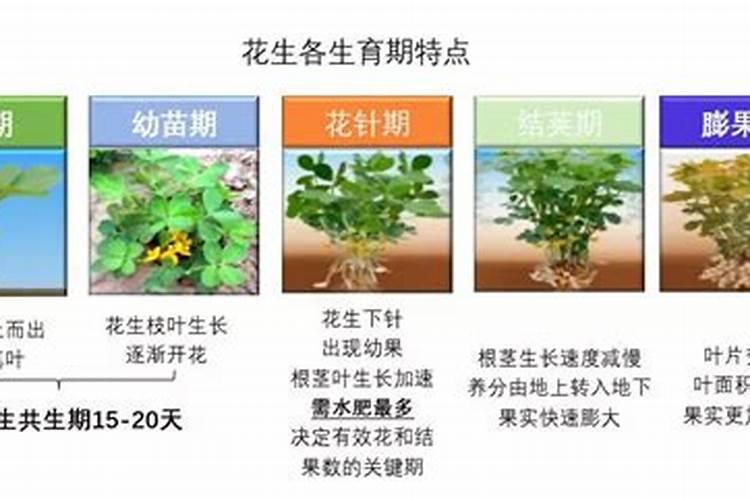 花生不同生长阶段的叶面肥使用技巧 花生应该怎么施肥