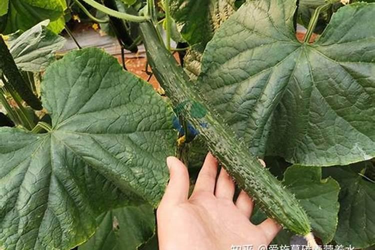 黄瓜如何正确施肥