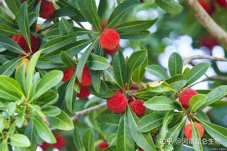 杨梅膨果期打什么叶面肥长的快？杨梅保花保果使用的肥料？