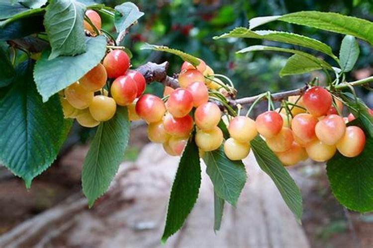 樱桃什么时候用磷肥好些？