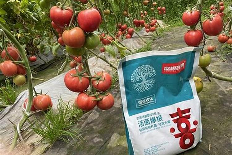 西红柿平衡肥用什么的肥料好？