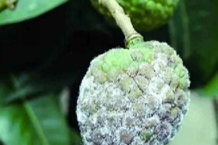 荔枝幼果期赤霉素怎样使用？