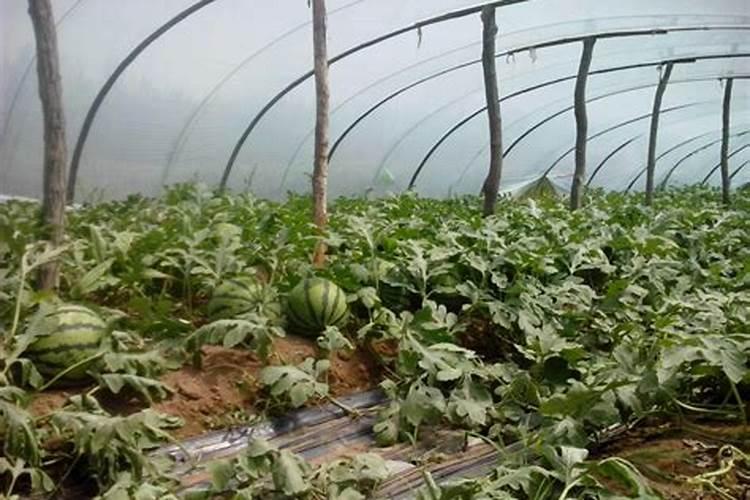大棚种植西瓜,如何实现“一茬多收”？