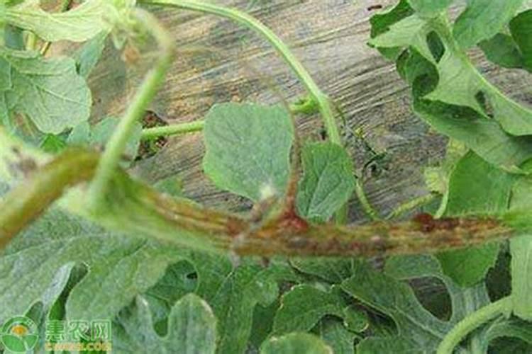 打西瓜唑醚代森联复配方案