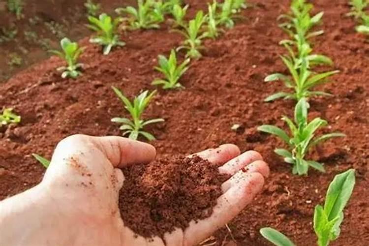 酸性土壤改良要多久