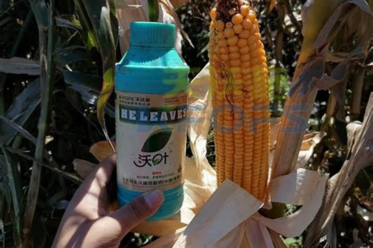 玉米上喷大量元索水溶肥好还是氨基酸水溶肥好