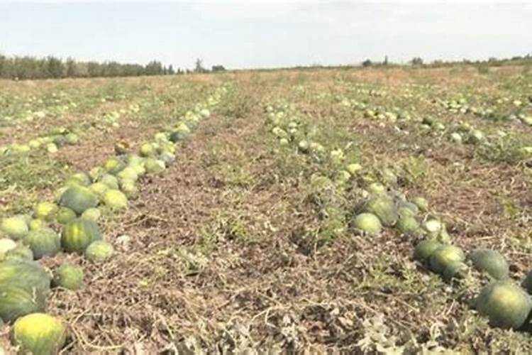 打瓜地一亩施多少钾肥合适？