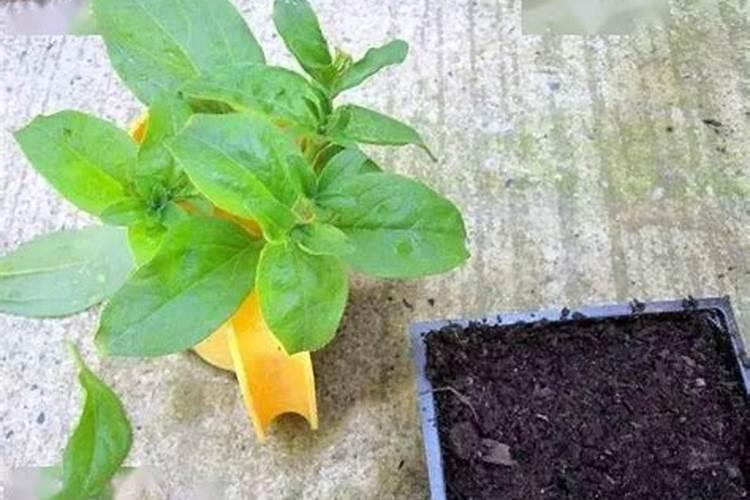 打瓜如果枝叶太过繁盛,怎么补救,因肥料滴的太勤,使打瓜长荒了