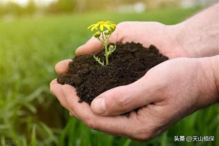 哪种肥料使钙离子流失 哪些肥料可以使钙离子流失