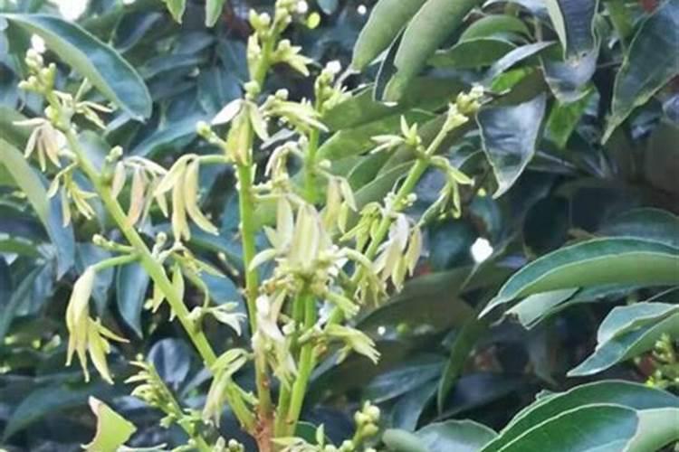 荔枝收花后可以放肥料吗？