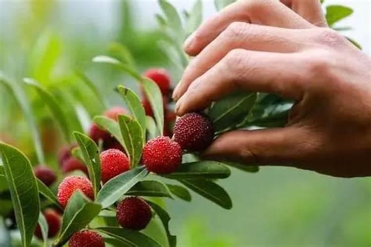 杨梅采果后喷什么药最有效