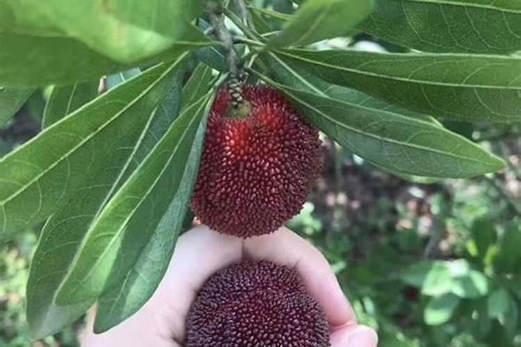 东魁杨梅在要熟时要打什么叶面肥果才转黑色