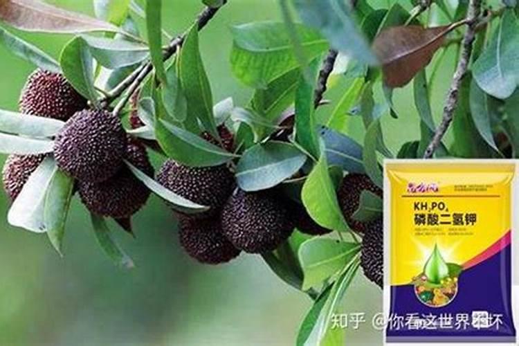 杨梅专用叶面肥怎么使用,更增产？