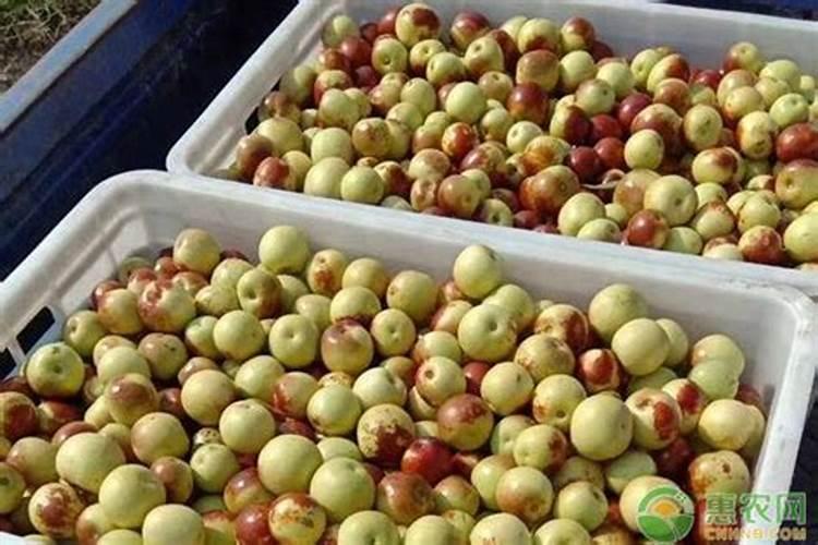 钾肥补多了对冬枣有影响吗怎么办？