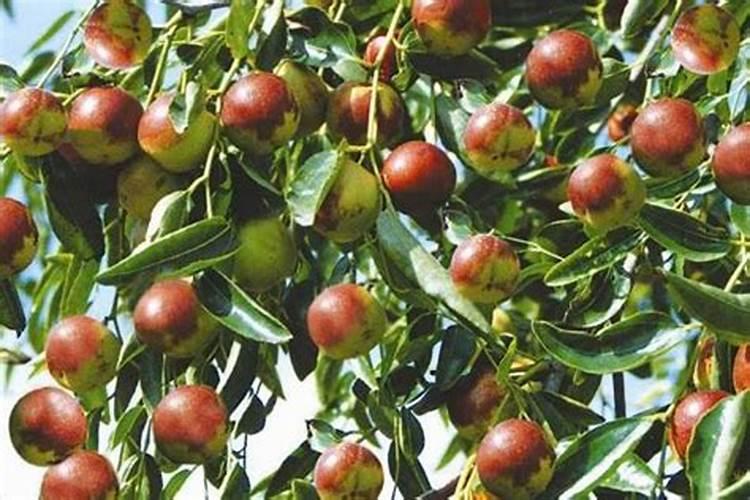 冬枣营养不足、天气影响和施肥不当会导致落果吗？