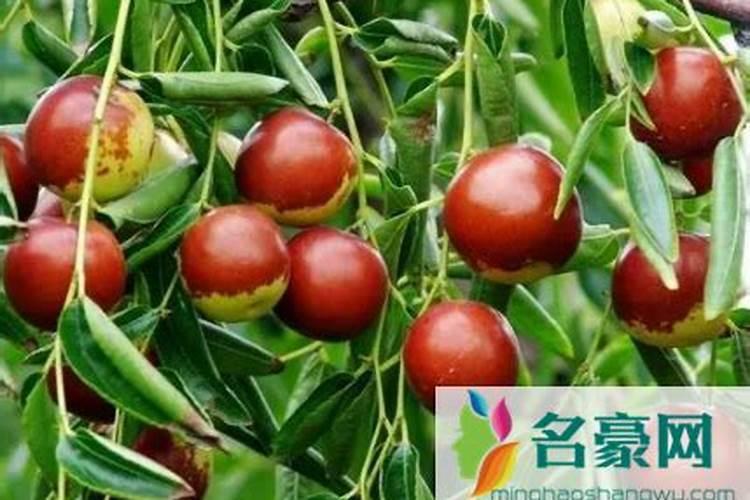 冬枣生长过程中为什么落果 怎样种植冬枣才能使冬枣品质高