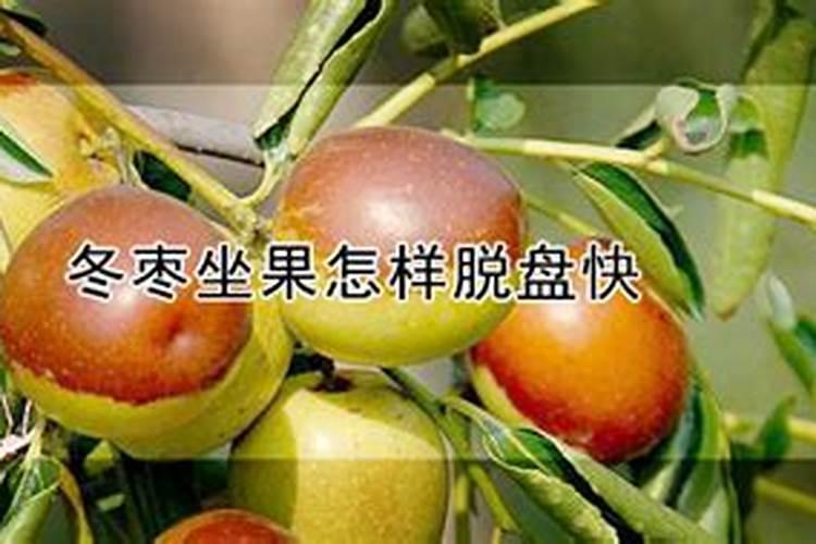 冬枣坐果怎样脱盘快