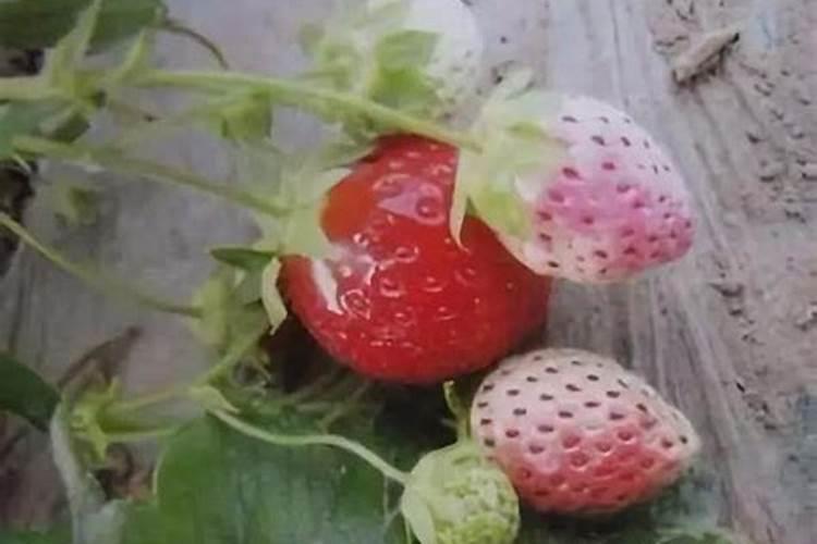 草莓花期充磷肥好嘛怎么浇水？