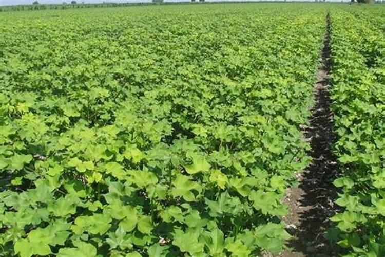 庄稼真的不需要磷钾吗