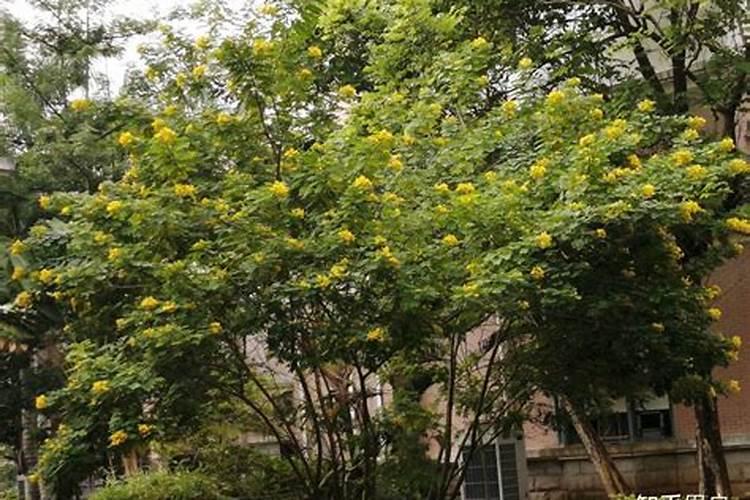 洛阳的植物有哪些