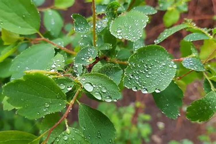 为什么雨后的植物长得很快