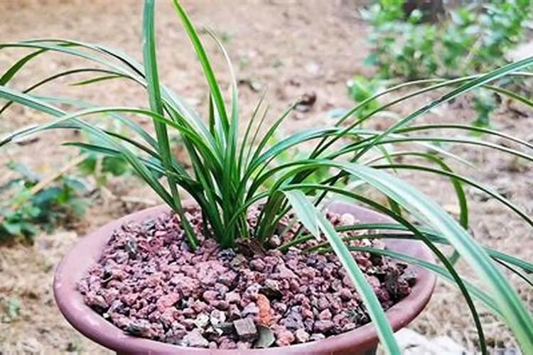 兰花什么季节施肥最好