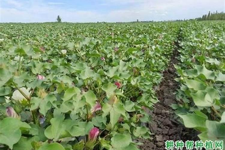 棉花硼肥什么时候打 如何正确使用